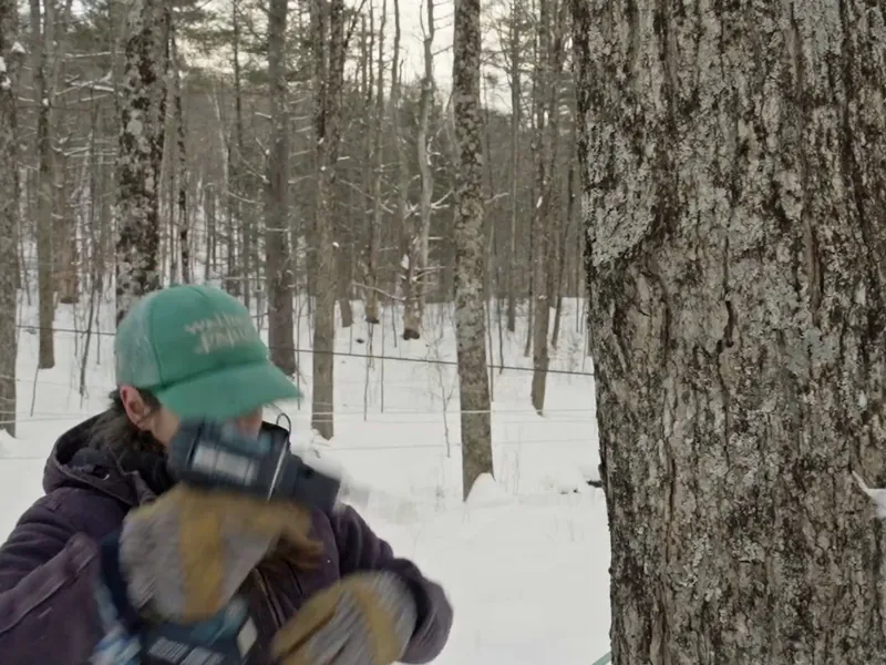 Merton’s Maple Sugaring